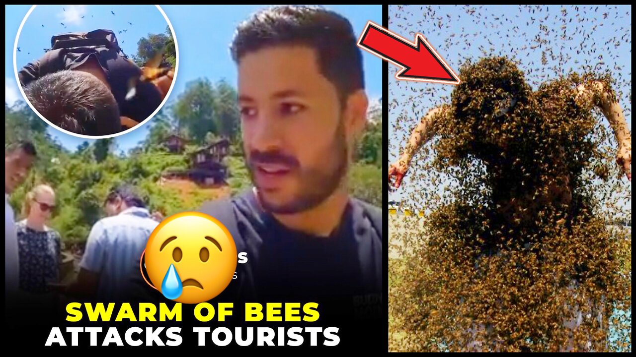 Swarm Of Bees Attacked Tourists