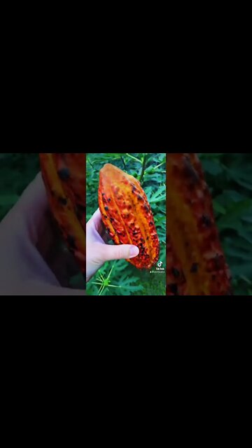 Check out this EXOTIC fruit!!!