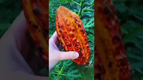 Check out this EXOTIC fruit!!!