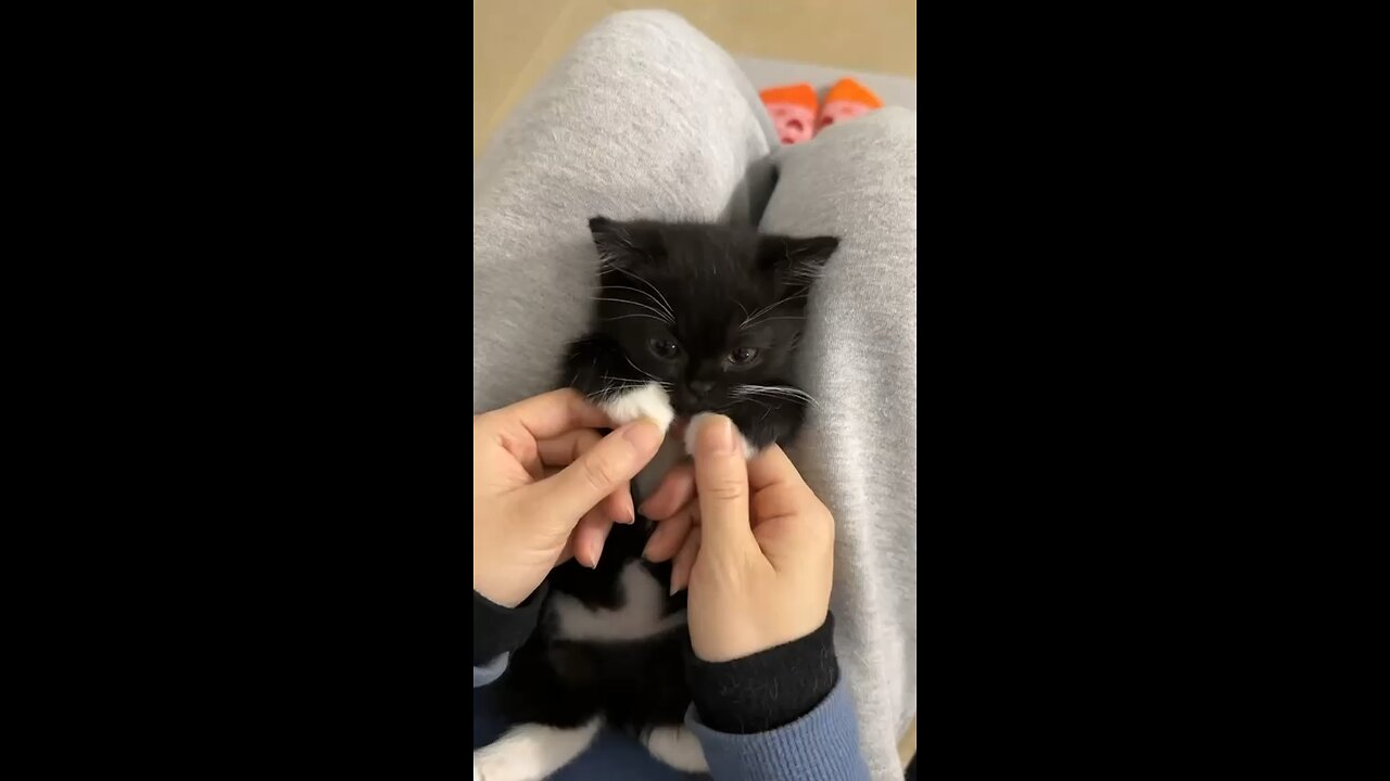 Cute#kitten#short#cat lovers#cat videos#viral#cat❤️❤️