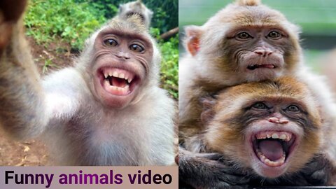 Cute funny animals video