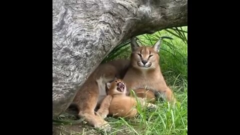 Baby is copying its mother.