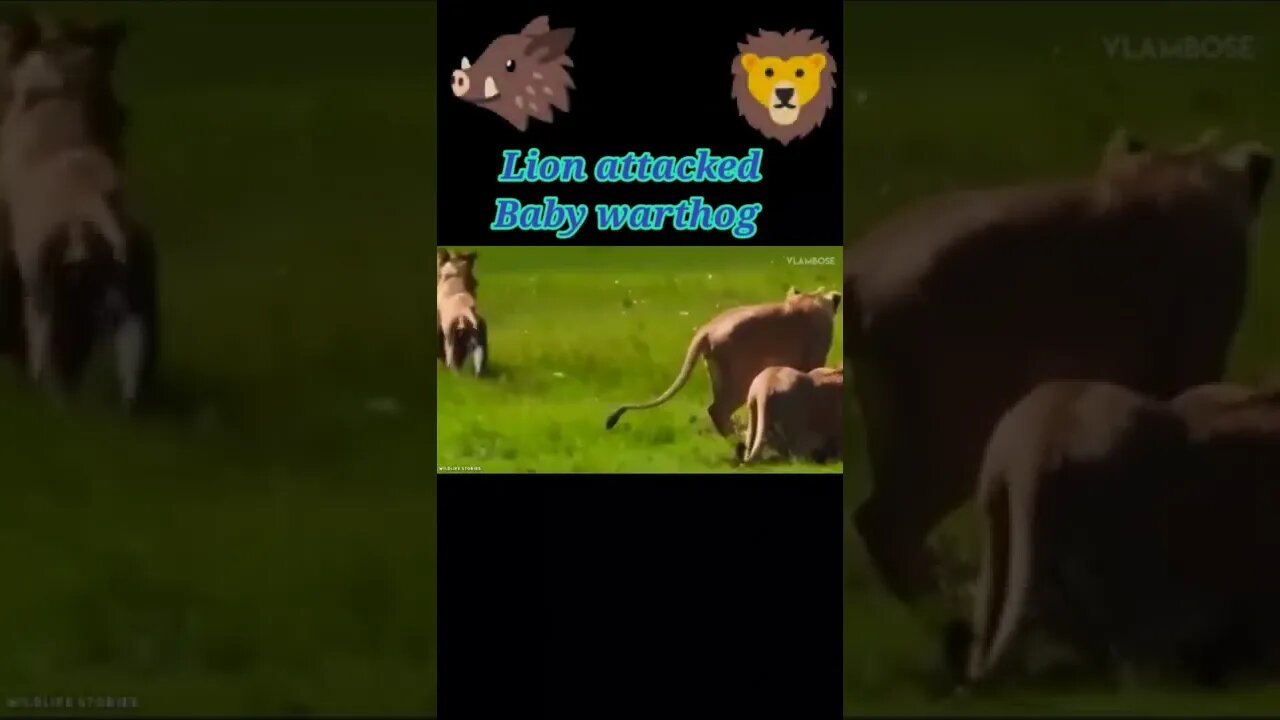 Lion attack Baby warthog 2022🐗#shorts #youtubeshorts #shortvideo