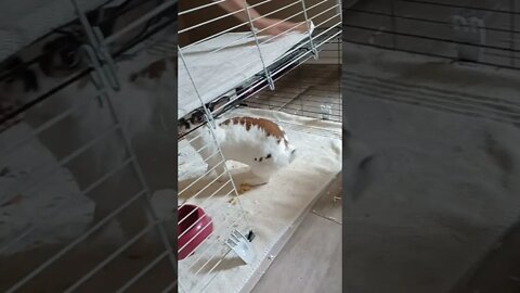 Dog trying to sniff bunny