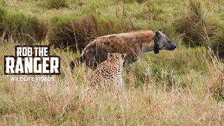 Hyenas Disturb A Cheetah Family | Maasai Mara Safari | Zebra Plains