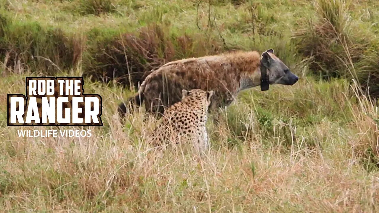 Hyenas Disturb A Cheetah Family | Maasai Mara Safari | Zebra Plains