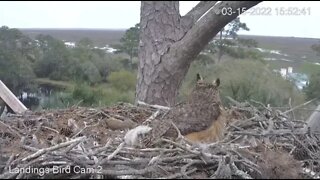 Red-tailed Hawk Attacks Nest-Cam Two 🦉 3/15/22 15:52