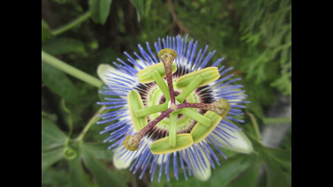 Most Glamorous Climbers Blue Passion Flower Sept 2022