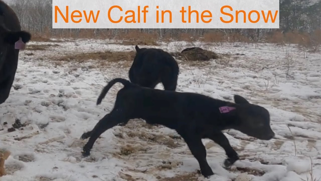 New Calf in the snow