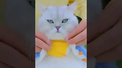 cute cat videos 😹funny videos 😂1231 😻#shorts @🏝 تفكر في خلق الله ﷻ 🏝