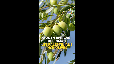 SOUTH AFRICAN DIPLOMAT: LET PALESTINIANS PICK OLIVES