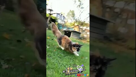 Group of Cat Catching Fish |Funny Viral whatsapp Status|#shorts