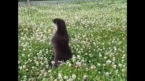 Otter playing