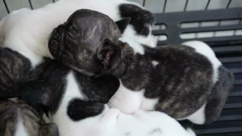 Puppies sleeping together group of loverly siblings 3