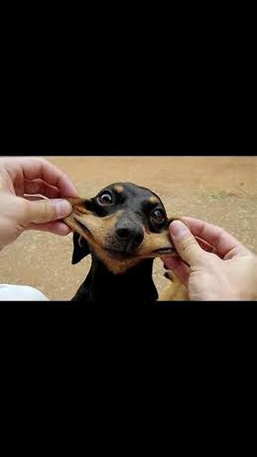 Most Viral Dog Funny Videos for Rumble........ 🐕‍🦺🤣😂😸🐈