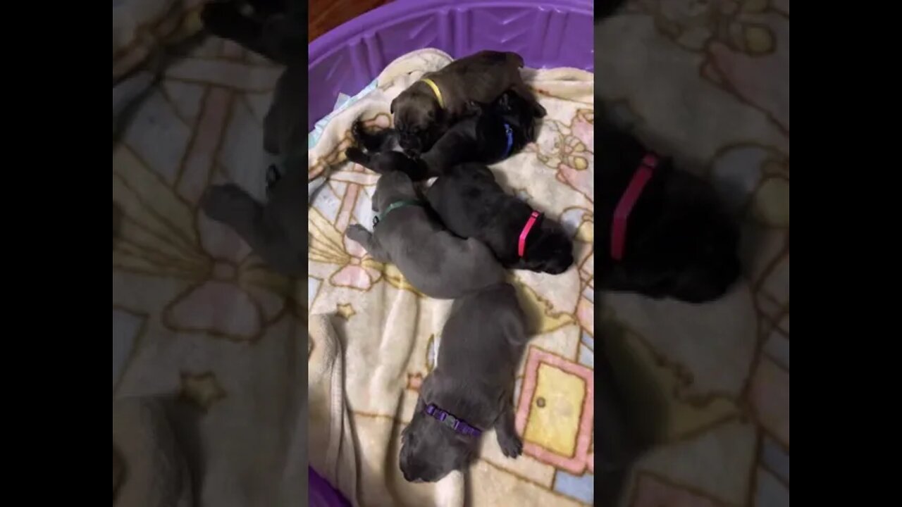 2 week Cane Corso Puppies