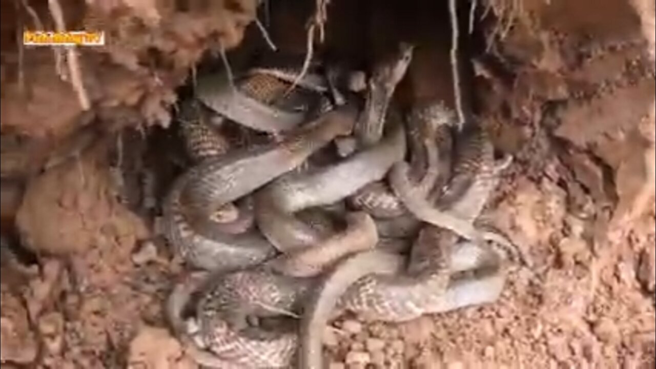 Young Man Facing 20 Ferocious Cobra