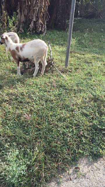 GOATs Of Store Bay Local Road
