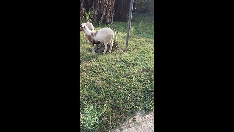 GOATs Of Store Bay Local Road