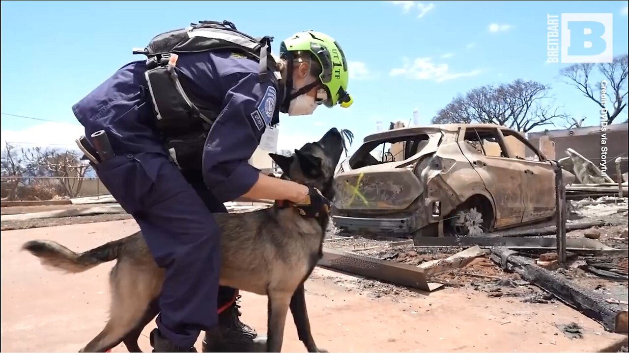 K9 Units Assist in Search for Survivors in Lahaina Following Wildfires