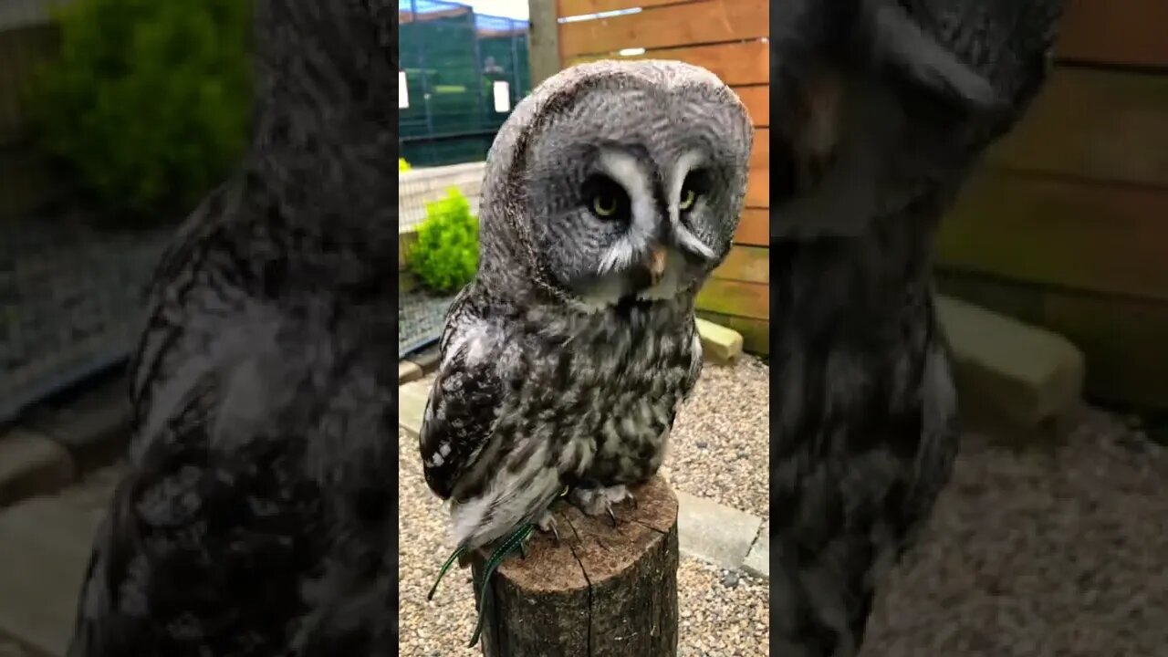 Owl swallowing chick 😳😳