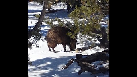 Pigs on Grand Canyon Rim