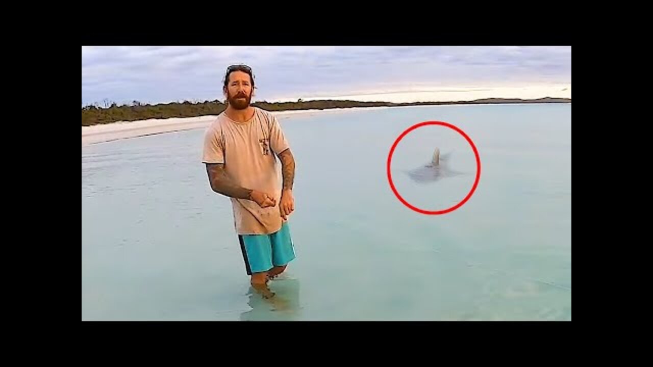 4 Shark Encounters That Shouldn't Be Seen