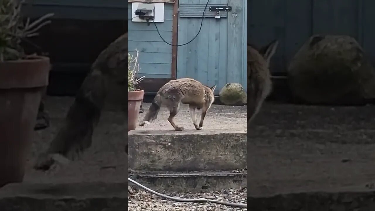 🦊Urban fox surrounded by flies at the end of the garden