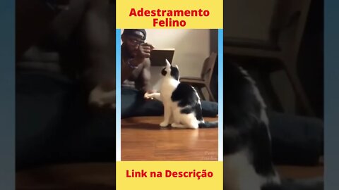 Adestramento Felino - Ensine boas maneiras ao seu gato #shorts