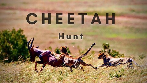 A Cheetah Hunting - Animals