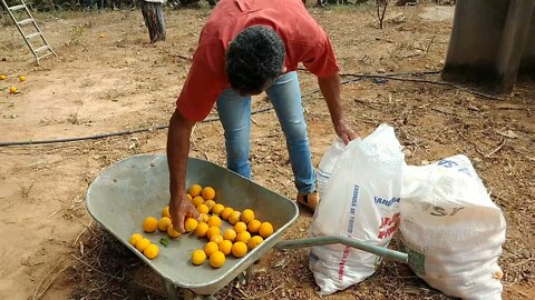 Tirando laranja + de 3 mil Em apenas 2 pés Hoje fizemos uma viagem de 23 km em busca das laranjas