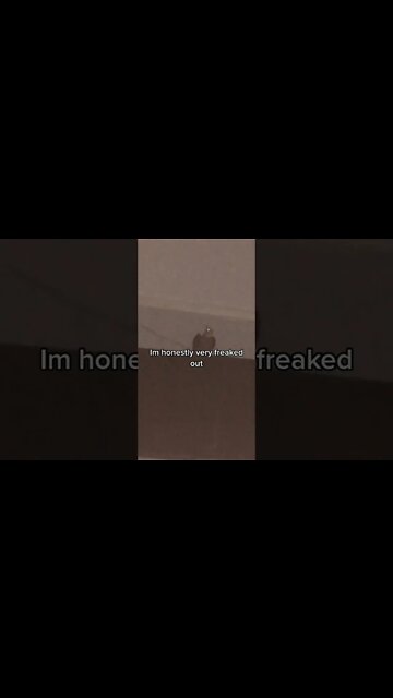 Bird slams head into T.V (if you're happy and you know it) #shorts