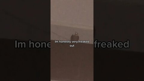 Bird slams head into T.V (if you're happy and you know it) #shorts