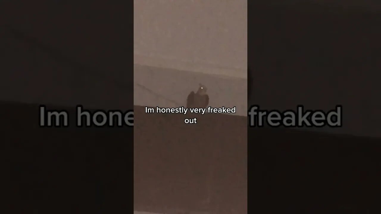 Bird slams head into T.V (if you're happy and you know it) #shorts