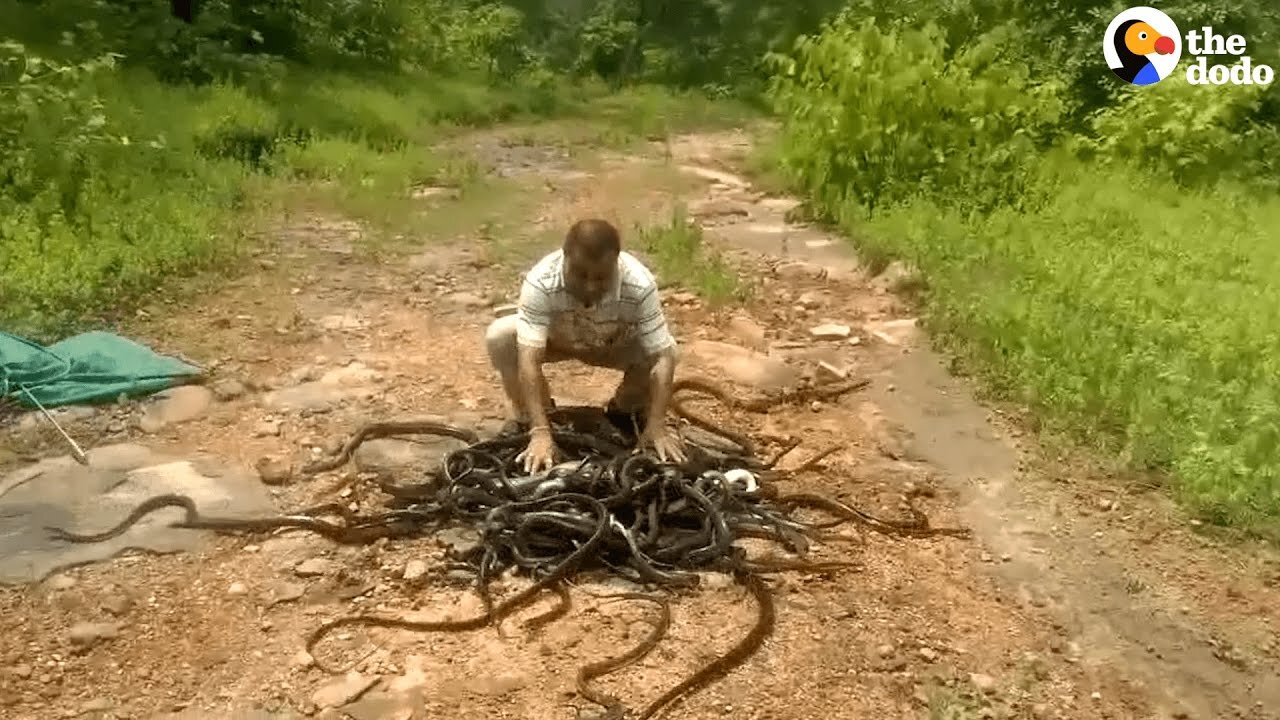 Man Spends His Life Saving Thousands Of Snakes