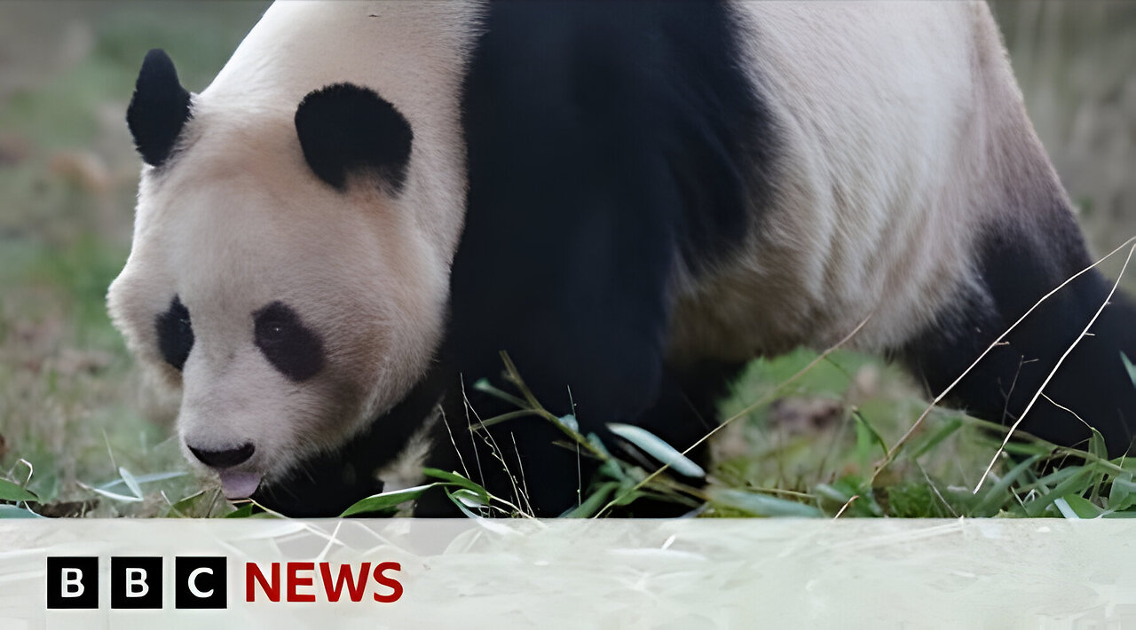 Giant pandas leave Edinburgh Zoo for return to China - BBC News