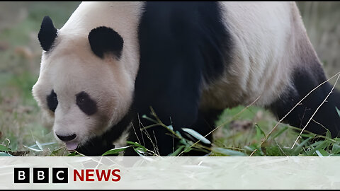 Giant pandas leave Edinburgh Zoo for return to China - BBC News