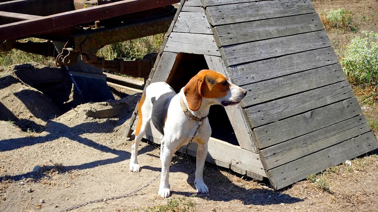 Охотничьи породы собак
