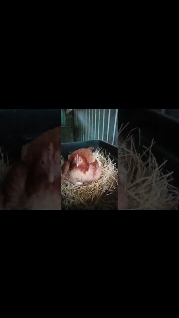 Good morning Forest how are you today 3rd September 2022