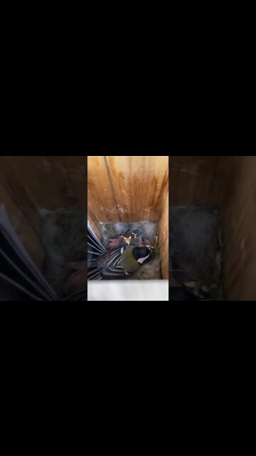 #shorts #2022 funny,prank,funjokes,dad jokes,funny memes,funny video,fun,laughing,funny animal,knock