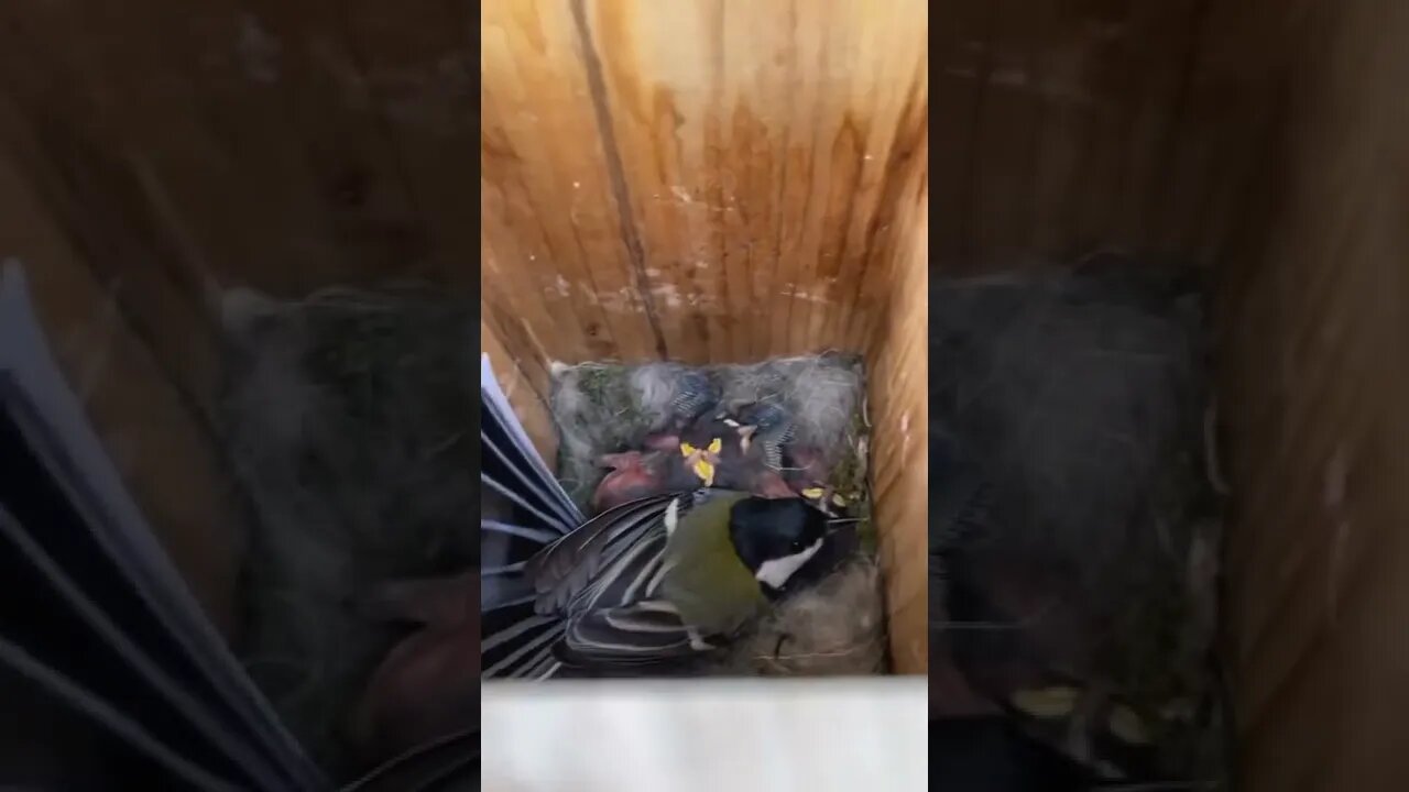 #shorts #2022 funny,prank,funjokes,dad jokes,funny memes,funny video,fun,laughing,funny animal,knock