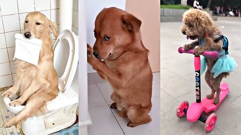 Funny dogs 🤣🤣🤣🤣 compilation. Dogs and cats 🤣.