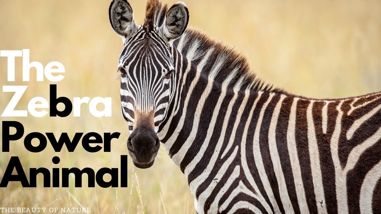 "Unlocking the Power of the Zebra: Embracing Balance, Individuality, and Community"