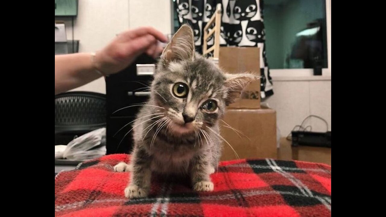 A stray cat with special needs needed love and care