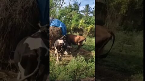 Cow eating hay short video,#shorts,#cows,#cowlover,#coweatinghay,#coweatinggrass,#coweating,#animal