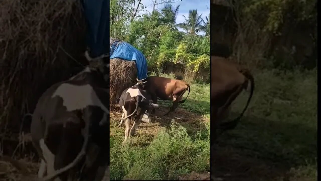 Cow eating hay short video,#shorts,#cows,#cowlover,#coweatinghay,#coweatinggrass,#coweating,#animal