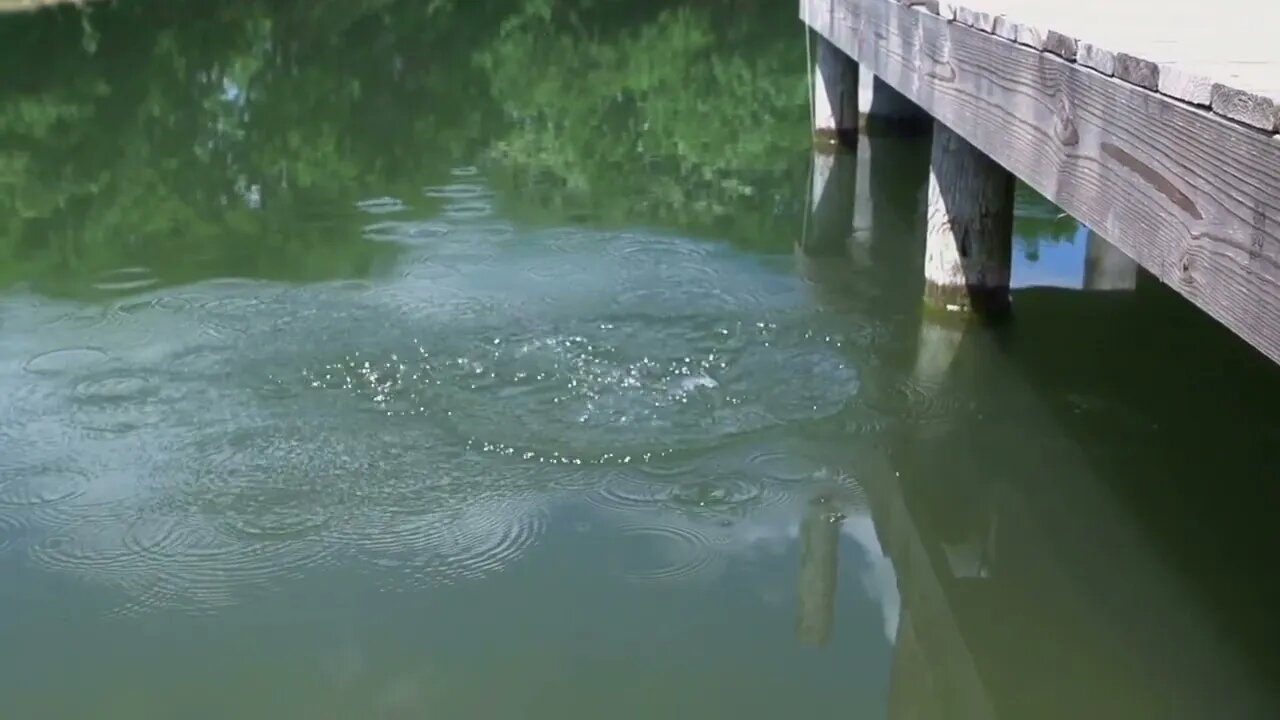 Frog jumping into pond