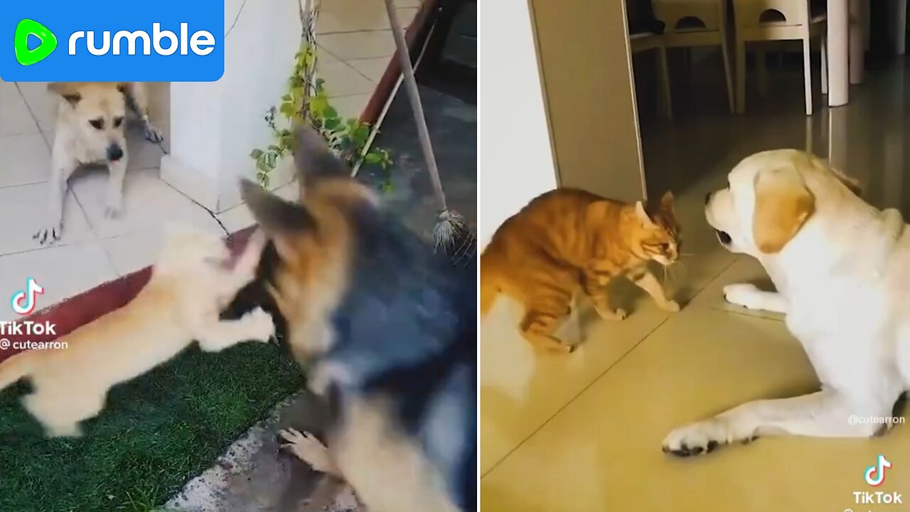 FUNNY VIDEO //Dog vs Cat - Funny and Epic Battle!" 😂😂😂