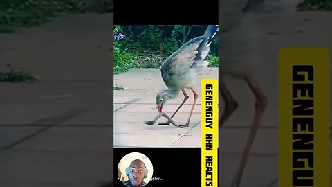 This bird will make it in the wwe