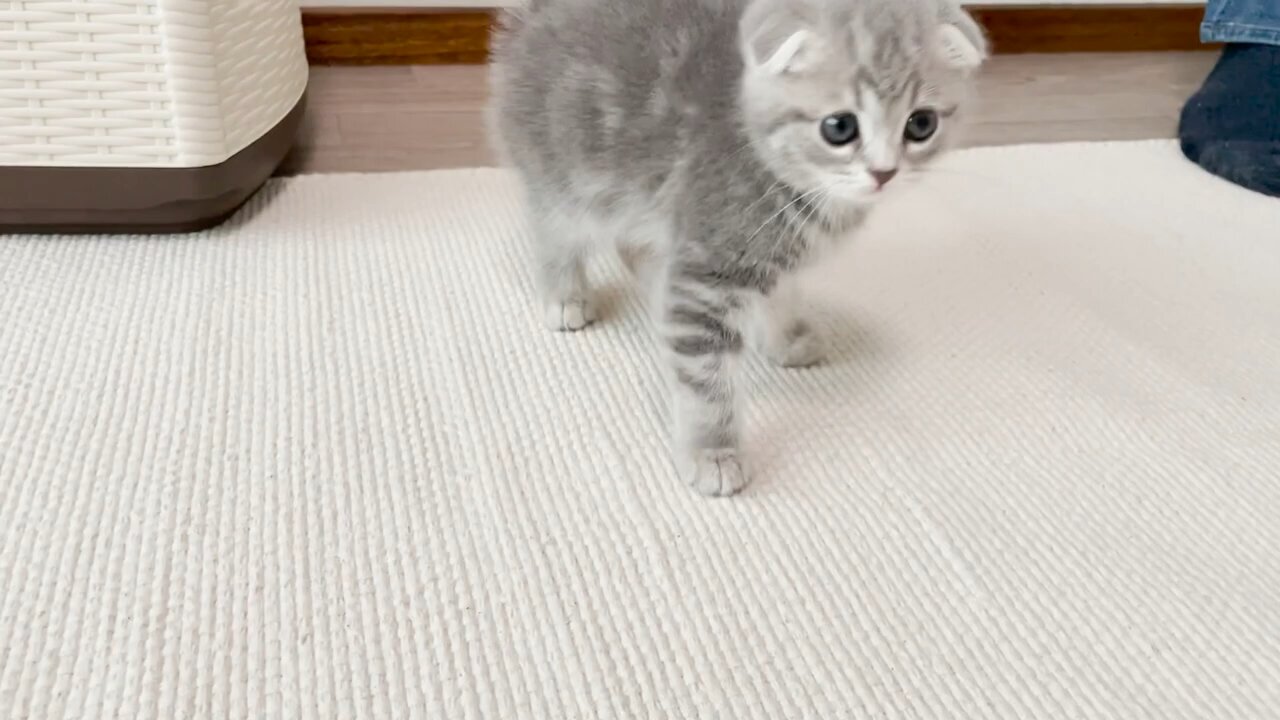 【生後57日】子猫が家にやってきた…